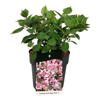 Hortenzija serrata 'Magic Pillow' F00008777