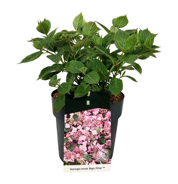Hortenzija serrata 'Magic Pillow' F00008777