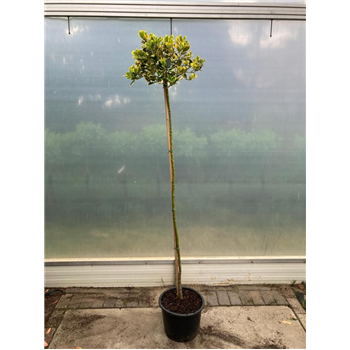 Ilex altaclerensis 'Golden King' F00008863