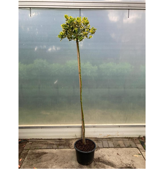 Ilex altaclerensis 'Golden King' F00008863
