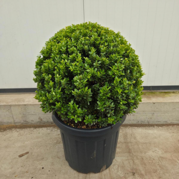 Ilex crenata 'Maxima' F00008694