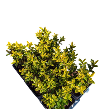 Ilex maximowicziana 'Kanehirae' F00008924