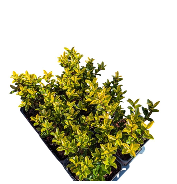 Ilex maximowicziana 'Kanehirae' F00008924