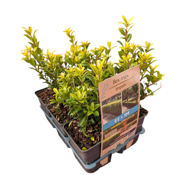 Ilex maximowicziana 'Kanehirae' F00008925