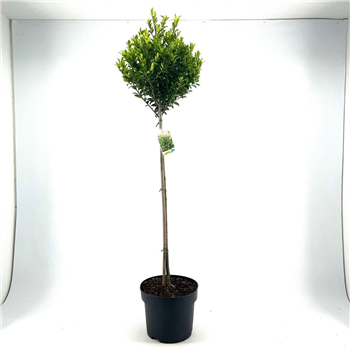 Ilex maximowicziana 'Kanehirae' F00008844