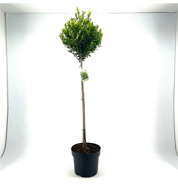 Ilex maximowicziana 'Kanehirae' F00008844