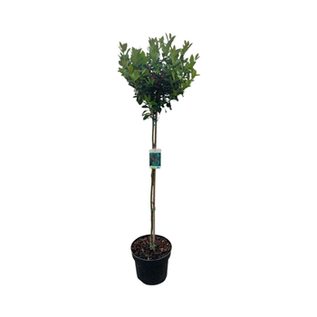 Ilex meserveae 'Blue Maid' F00008845