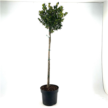 Ilex meserveae 'Heckenblau' F00008859