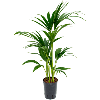 Kentia (Palma Hovea) forsteriana 1KEFO3T15