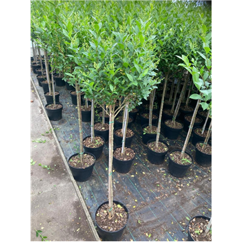 Ligustrum ovalifolium F00008846