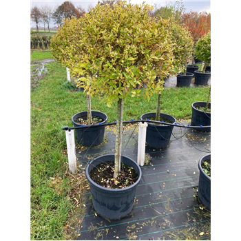Ligustrum ovalifolium 'Aureum' F00008855