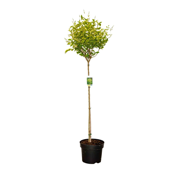 Ligustrum ovalifolium 'Aureum' F00008847