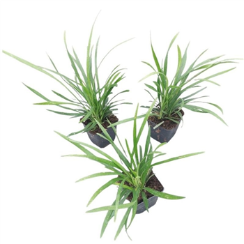Liriope muscari 'Moneymaker' F00008936