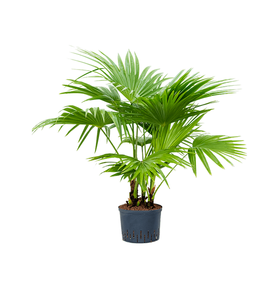 Livistona chinensis 1LICHMS25