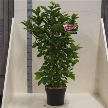 Magnolia liliiflora 'Susan' F00008584