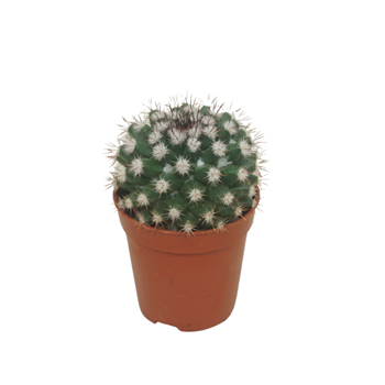 Mammillaria overig F00001468