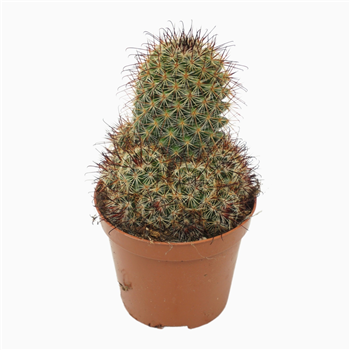 Mammillaria overig F00001567
