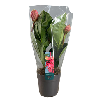 Medinilla magnifica 'Flamenco' F00004433