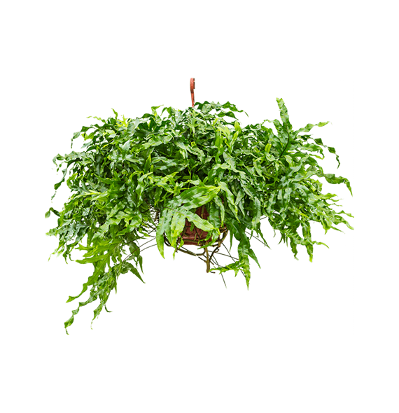 Microsorum diversifolium 4MIDIBU20