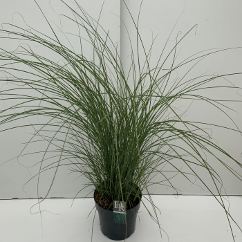 Miscanthus sinensis 'Gracillimus' F00003924
