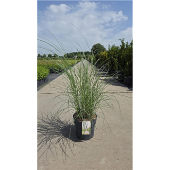 Miscanthus sinensis 'Kleine Silberspinne' F00008680