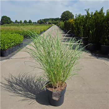 Miscanthus sinensis 'Red Chief' F00008679