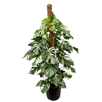 Monstera deliciosa 'Variegata' F00005517