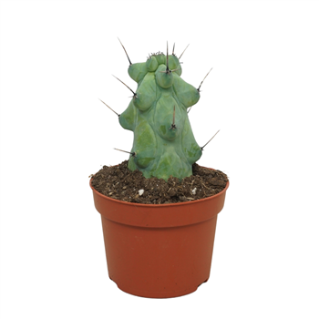 Myrtillocactus geometrizans 'Boobie' F00004571