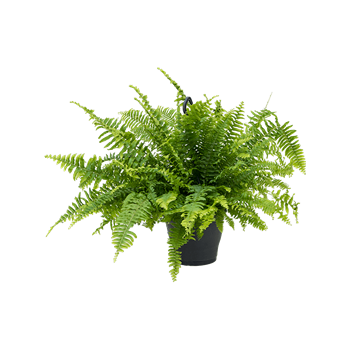 Nephrolepis exaltata 'Boston' 4NEBOHA19