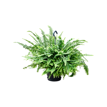 Nephrolepis exaltata 'Green Lady' 4NEGLHA23