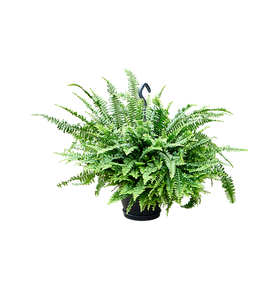 Nephrolepis exaltata 'Green Lady' 4NEGLHA23
