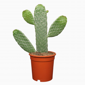 Opuntia consulea F00001800