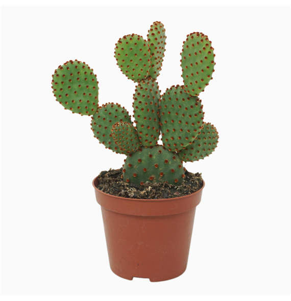 Opuntia microdasys subsp rufida F00001562