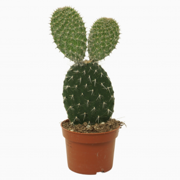 Opuntia pylana F00001583