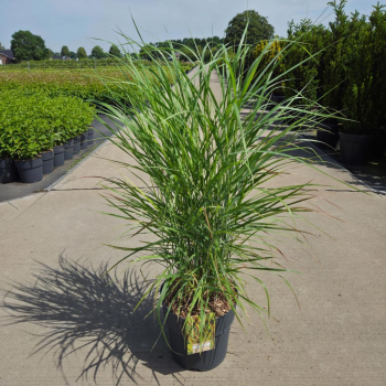 Panicum virgatum 'Rehbraun' F00008683
