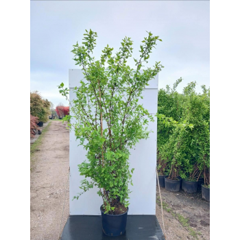 Philadelphus 'Belle Etoile' F00008909