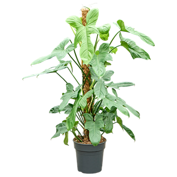 Philodendron bipennifolium 'Silver Violin' 4PHBSMK21