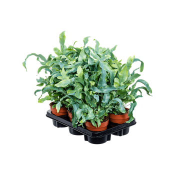 Phlebodium aureum 'Blue Star' 6/tray 4PHBSBU15