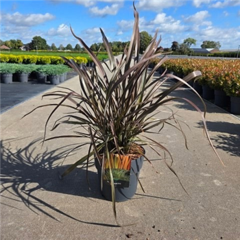 Phormium tenax 'Rainbow Queen' F00005623