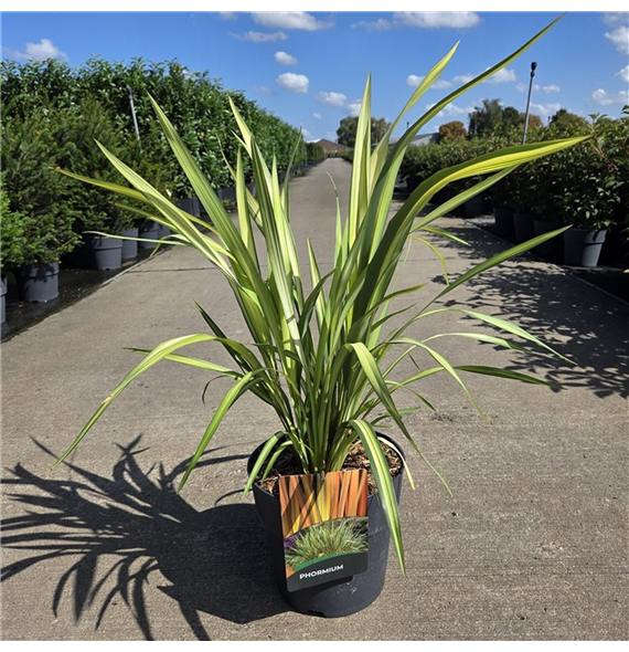 Phormium tenax 'Yellow Wave' F00005621
