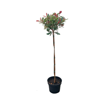 Fotinija fraseri 'Pink Marble F00008860