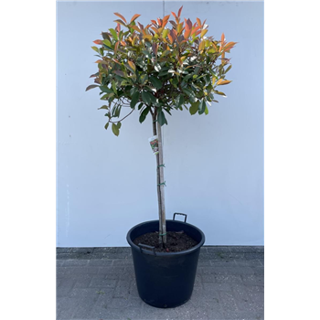 Fotinija fraseri 'Red Robin' F00008856
