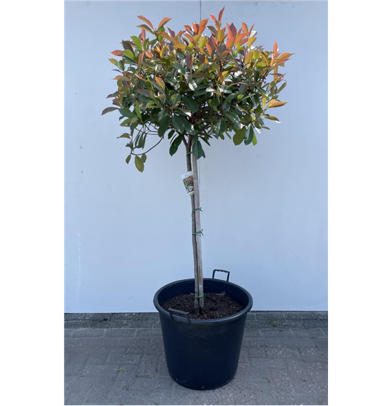 Fotinija fraseri 'Red Robin' F00008856