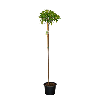 Fotinija fraseri 'Red Robin' F00008853