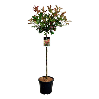 Fotinija x fraseri 'Red Robin' F00007563
