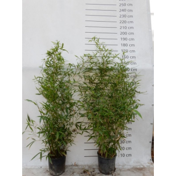 Phyllostachys aurea F00008512