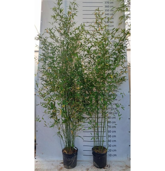 Phyllostachys aurea F00008511