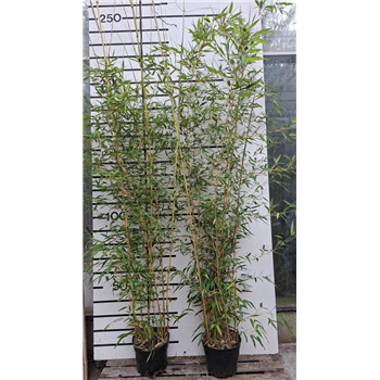Phyllostachys aureosulcata 'Aureocaulis' F00008528