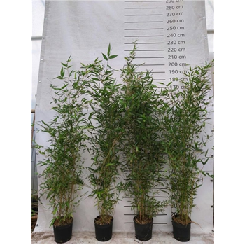 Phyllostachys aureosulcata 'Spectabilis' F00008514