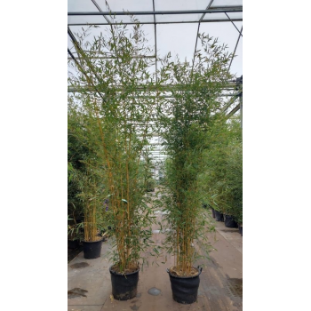 Phyllostachys aureosulcata 'Aureocaulis' F00008527